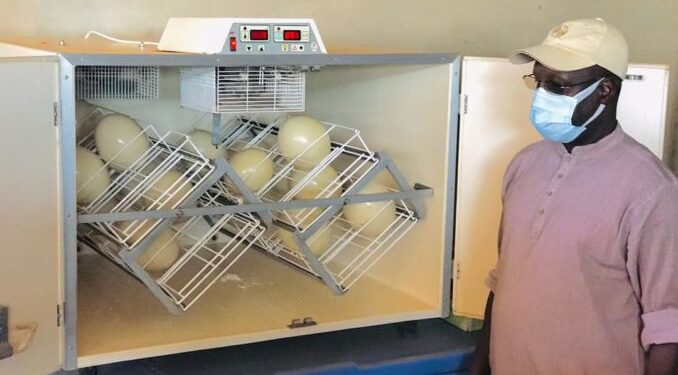 Israël offre 18 œufs d’autruches au Sénégal : Abdou Karim SALL mis en garde contre toute idée d’omelette
