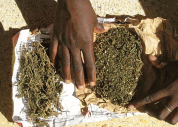 Trafic de drogue : 6 sacs de chanvre indien saisis à Médina Yoro Foula