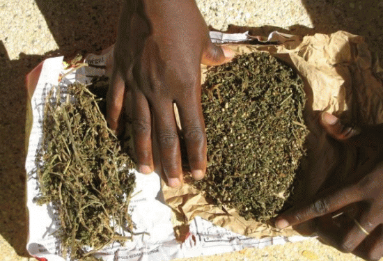 Trafic de drogue : 6 sacs de chanvre indien saisis à Médina Yoro Foula