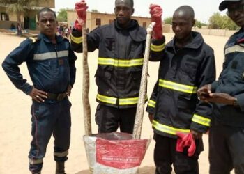 Linguère : Deux pythons géants découverts dans une école à Thiamène-Pass