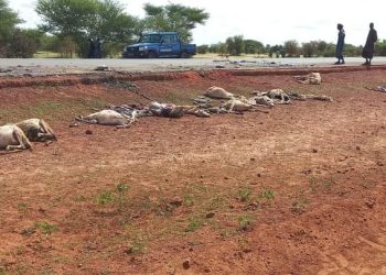 Linguère : 33 moutons tués par un camion « fou » à la sortie de Dahra