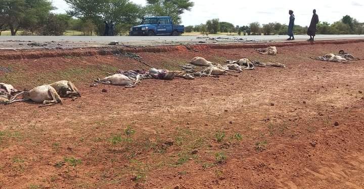 Linguère : 33 moutons tués par un camion « fou » à la sortie de Dahra