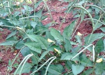 Psychose dans le Djoloff : Des chénilles apparaissent sur les champs et menacent les récoltes