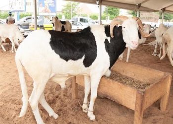 Tabaski 2023 : L’Etat maintient le besoin national à 810.000 moutons