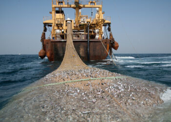 Pêche : 132 navires nationaux et 19 étrangers autorisés à pêcher au Sénégal