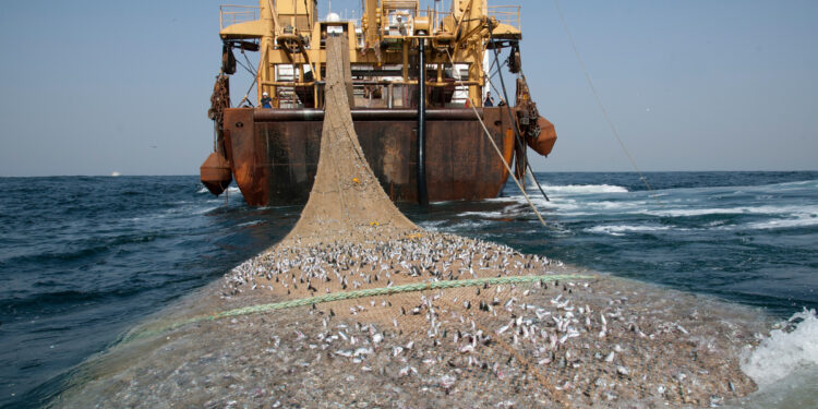 Pêche : 132 navires nationaux et 19 étrangers autorisés à pêcher au Sénégal