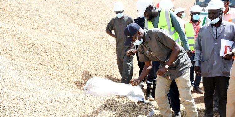 Campagne arachidière : La Sonacos de Ziguinchor s’illustre avec des performances exceptionnelles