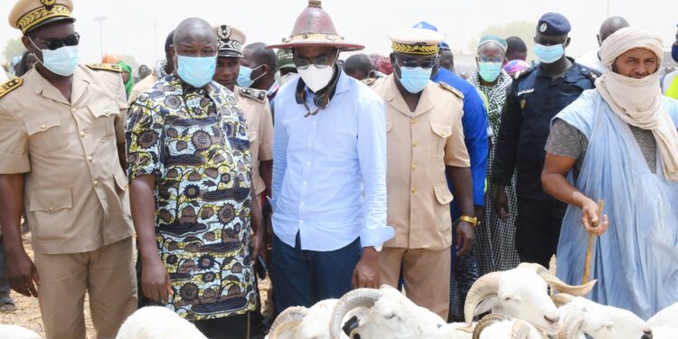 Missirah, carrefour stratégique du bétail : Le Secrétaire d’État Dr Alpha Ba en tournée de supervision pour une Tabaski 2025 réussie