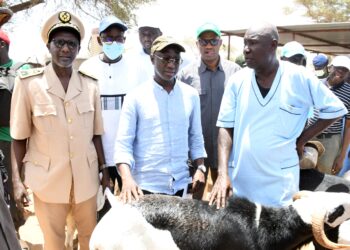 Préparatifs de la Tabaski 2025 : Le Ministre Mabouba Diagne rassure sur la disponibilité des moutons et salue la mobilisation des acteurs