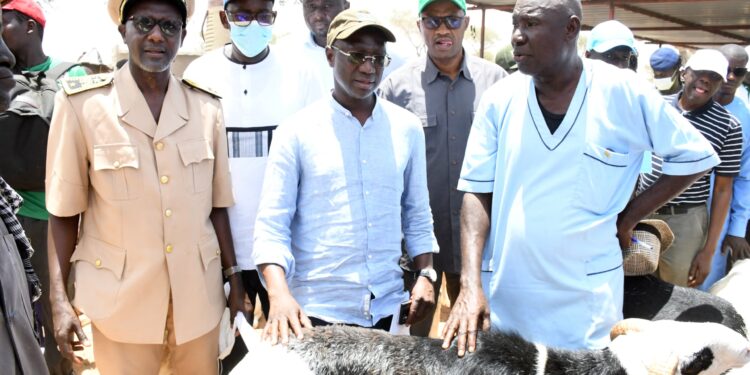 Préparatifs de la Tabaski 2025 : Le Ministre Mabouba Diagne rassure sur la disponibilité des moutons et salue la mobilisation des acteurs