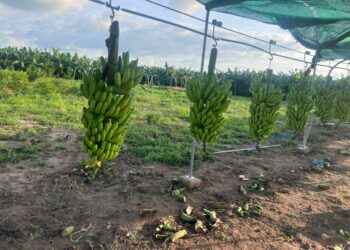 La banane : Une filière en plein essor vers 2029