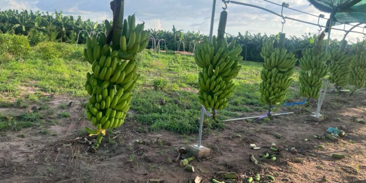 La banane : Une filière en plein essor vers 2029