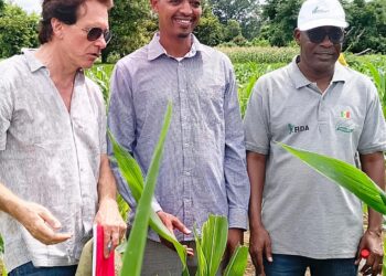 Kédougou, terre de transformation : Le PADAER-II change la vie des producteurs ruraux grâce à des investissements majeurs